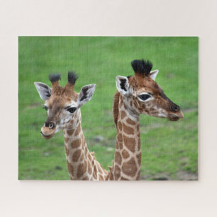 Puzzle Animales de bebé más afectados Dos jirafas para
