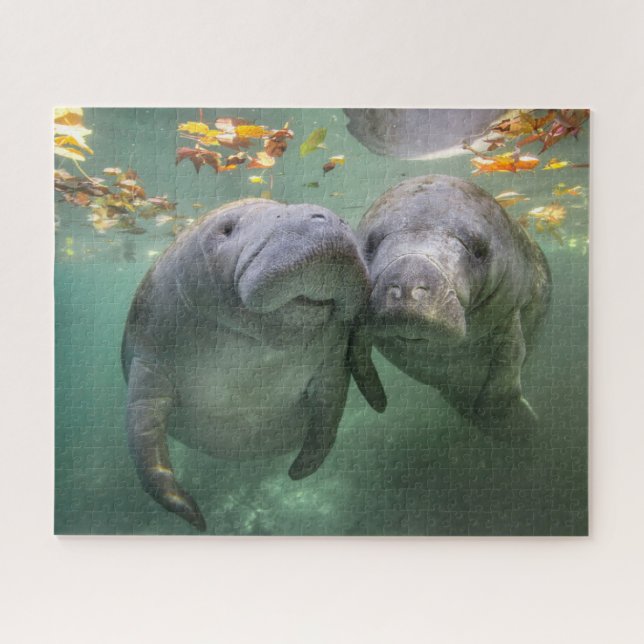 Puzzle Animales de bebé más afectados | Dos Manatíes (Horizontal)