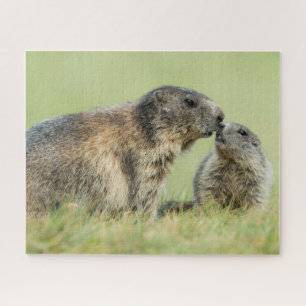Puzzle Animales de bebé más afectados   Familia de marmot