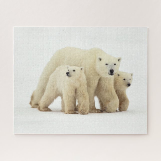 Puzzle Animales de bebé más afectados | Familia Oso Polar (Horizontal)