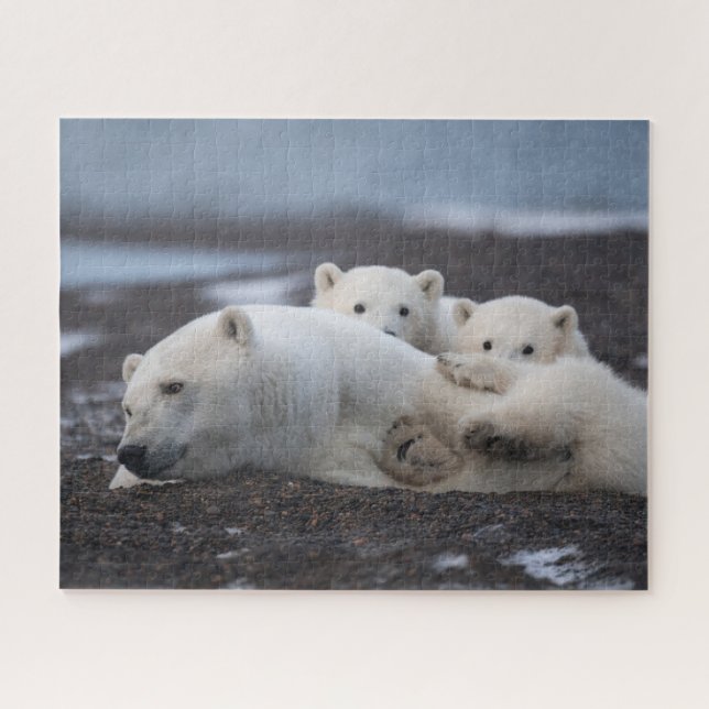 Puzzle Animales de bebé más afectados | Familia Oso Polar (Horizontal)