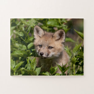 Puzzle Animales de bebé más afectados Fox Kit