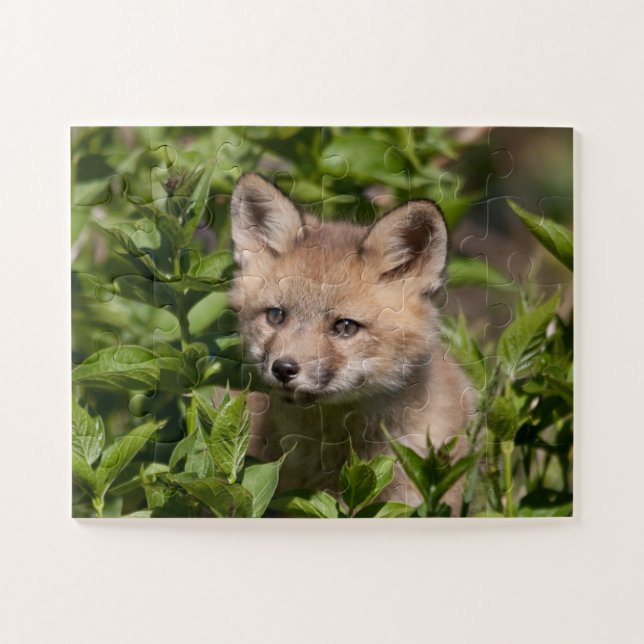 Puzzle Animales de bebé más afectados | Fox Kit (Horizontal)