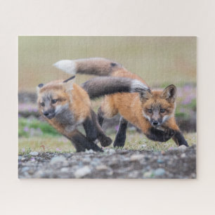 Puzzle Animales de bebé más afectados   Fox Pups en juego