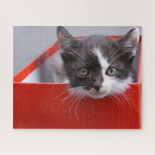 Puzzle Animales de bebé más afectados Gatito blanco y n