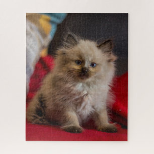 Puzzle Animales de bebé más afectados Gatito siamés