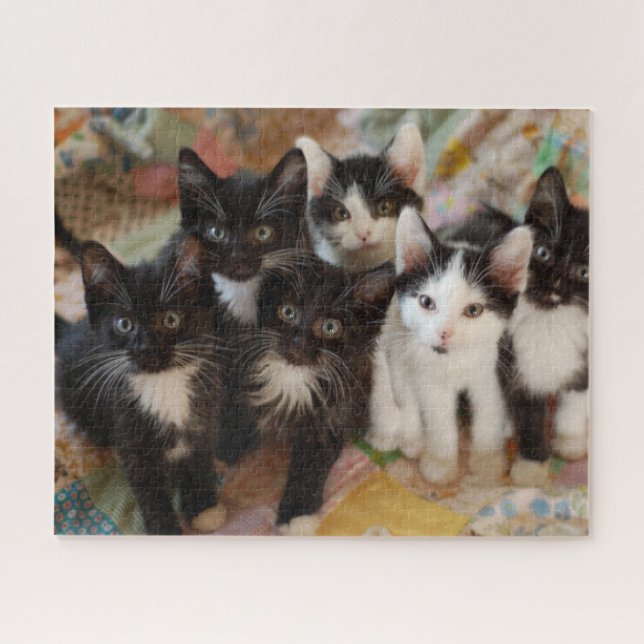 Puzzle Animales de bebé más afectados | Gatitos blancos y (Horizontal)