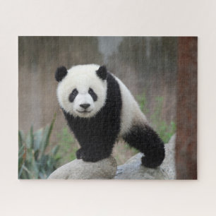Puzzle Animales de bebé más afectados Gigante Panda Bab