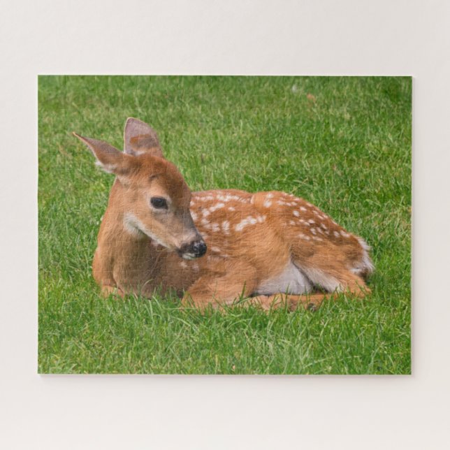 Puzzle Animales de bebé más afectados | Little Fawn (Horizontal)