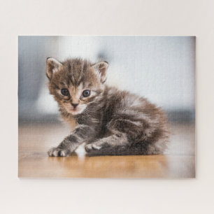 Puzzle Animales de bebé más afectados Pequeño Gatito De