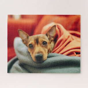 Puzzle Animales de bebé más afectados Pinscher en minia