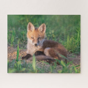Puzzle Animales de bebé más afectados   Red Fox Kit Relax