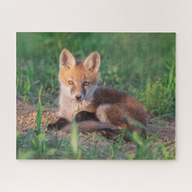 Puzzle Animales de bebé más afectados | Red Fox Kit Relax (Horizontal)
