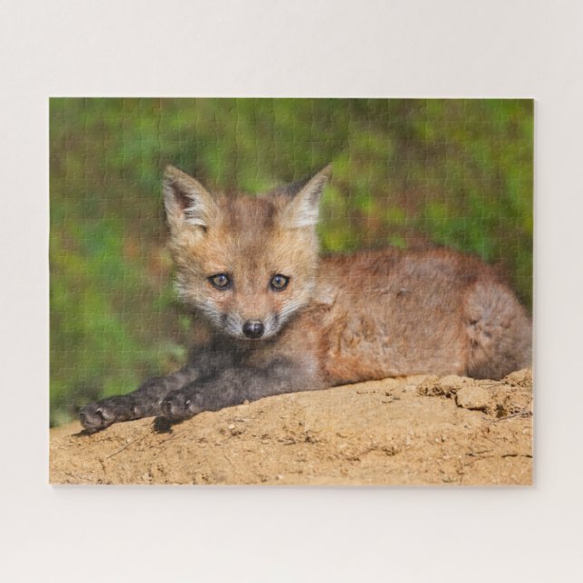 Puzzle Animales de bebé más afectados | Red Fox Pup (Horizontal)