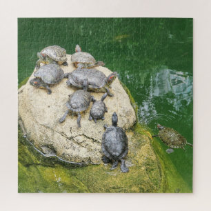 Puzzle animales, reptiles, tortugas, agua, naturaleza, pl