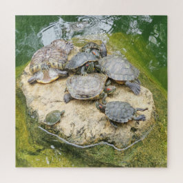 Puzzle animales, reptiles, tortugas, agua, naturaleza, pl