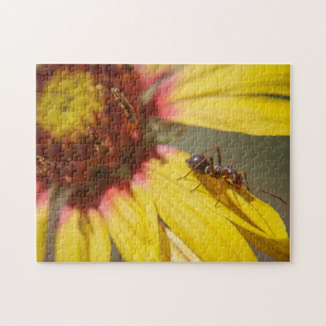 Puzzle ant (Horizontal)