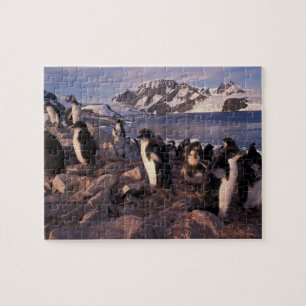 Puzzle Antártida, crías de pingüino adelie