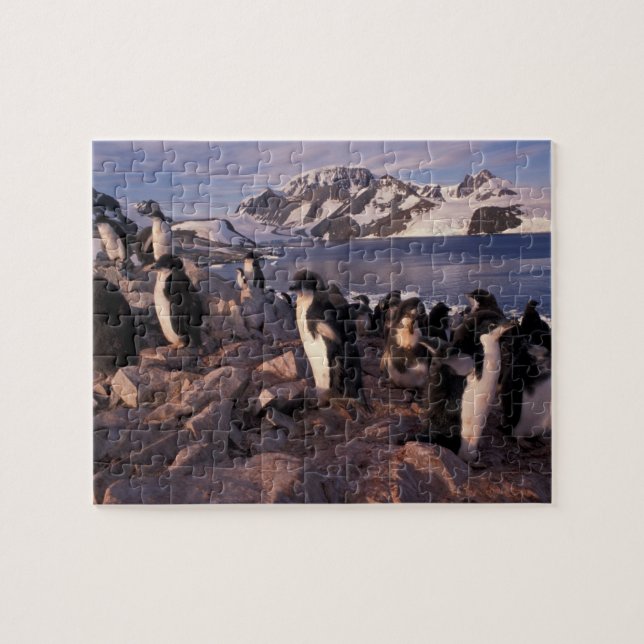 Puzzle Antártida, crías de pingüino adelie (Horizontal)