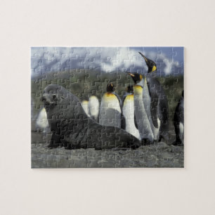 Puzzle Antártida, Isla Georgia del Sur. Lobo fino antárti