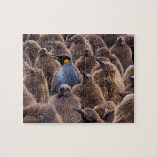 Puzzle Antártida, Isla Georgia del Sur, pingüinos rey