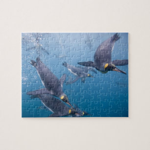 Puzzle Antártida, Isla Georgia del Sur (Reino Unido), 2