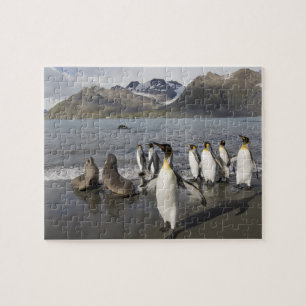 Puzzle Antártida, Isla Georgia del Sur (Reino Unido), Ant