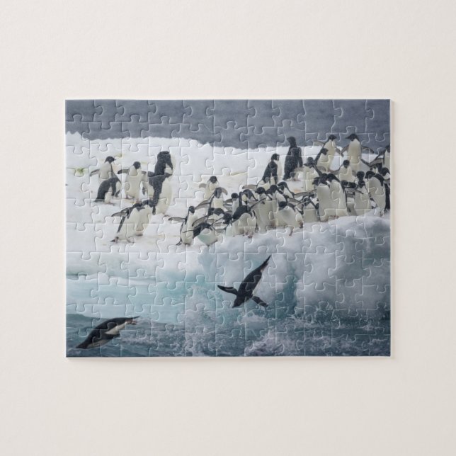 Puzzle Antártida, Isla Paulet. Pingüinos adelie (Horizontal)