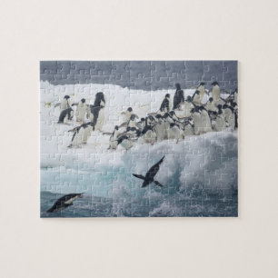 Puzzle Antártida, isla Paulet. Pingüinos de Adelie