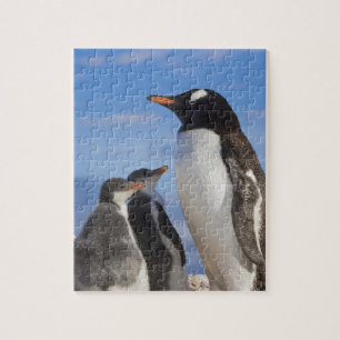 Puzzle Antártida, Neko Cove (Puerto). Pingüino de Gentoo