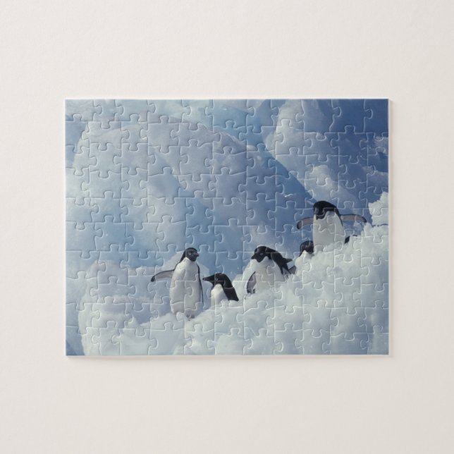 Puzzle Antártida. Pingüinos Adelie (Horizontal)
