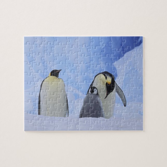 Puzzle Antártida. Pingüinos emperador y cría (Horizontal)