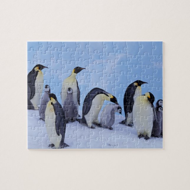 Puzzle Antártida, Pingüinos Emperadores (Horizontal)