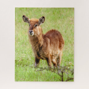 Puzzle Antílope joven Waterbuck de las imágenes el  