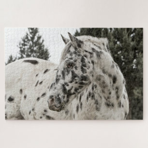 Puzzle Appaloosa