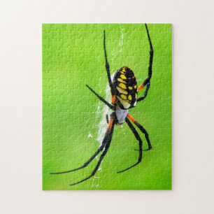 Puzzle Araña de jardín
