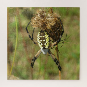 Puzzle Araña de jardín negro y amarillo