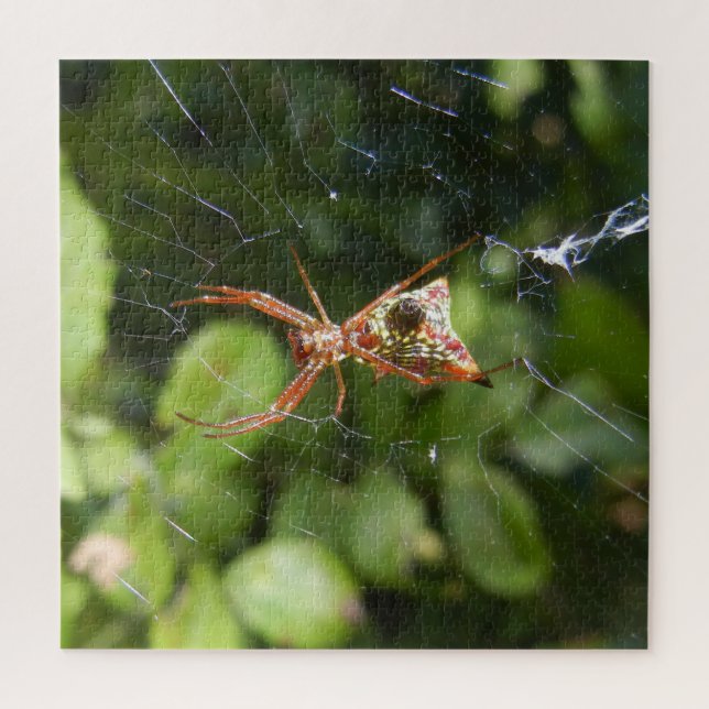Puzzle Araña en Web Arachnid Insect Macro Nature Photo (Vertical)