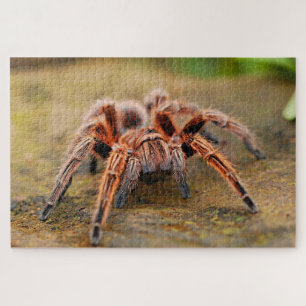 Puzzle Araña tarántula marrón en tierra