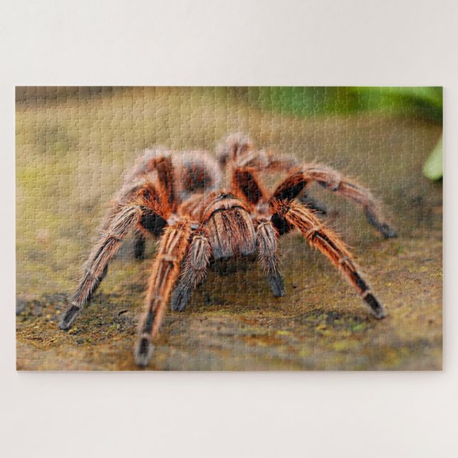 Puzzle Araña tarántula marrón en tierra (Horizontal)