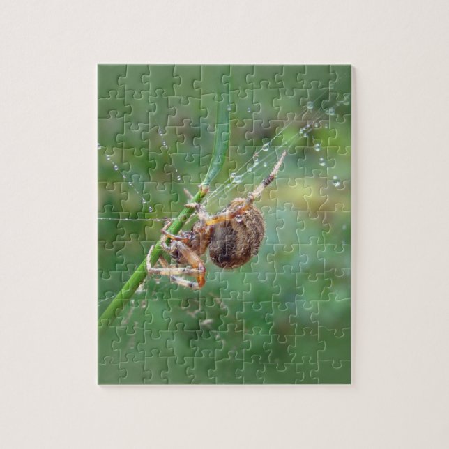 Puzzle Araneus - Orb Weaver Spider (Vertical)