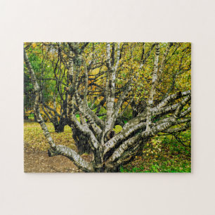 Puzzle Árbol de abedul kareliano nudoso místico