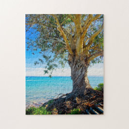 Puzzle Árbol de eucalipto en el Pacífico