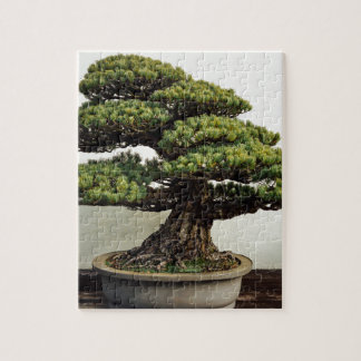 Puzzle Árbol de los bonsais de White Pine del japonés