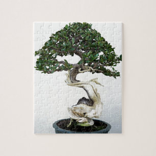 Puzzle Árbol de los bonsais del Buttonwood