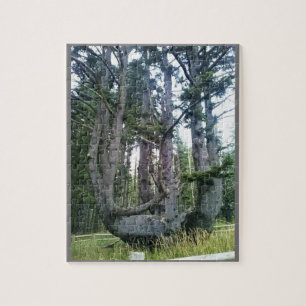 Puzzle Árbol de pulpo, meares de Cabo, orregón