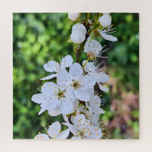 Puzzle Árbol en Flor en Rumania en Primavera – Fotografía
