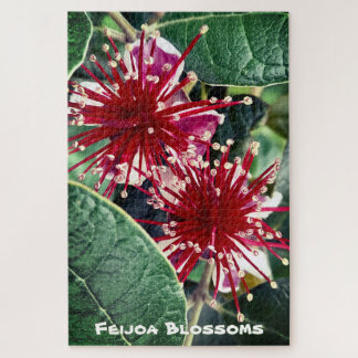 Puzzle Árbol Frutal Feijoa de Floración Roja en Primavera
