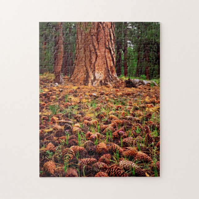 Puzzle Árbol Ponderosa de crecimiento antiguo con conos d (Vertical)