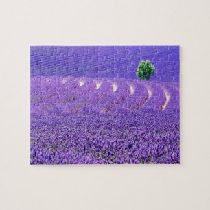 Puzzle Árbol solitario en el campo Lavender, Francia